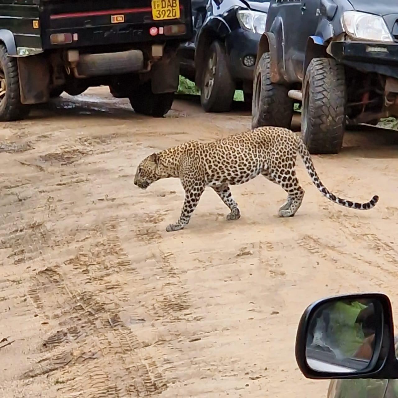 ヤーラ国立公園で見られるヒョウ