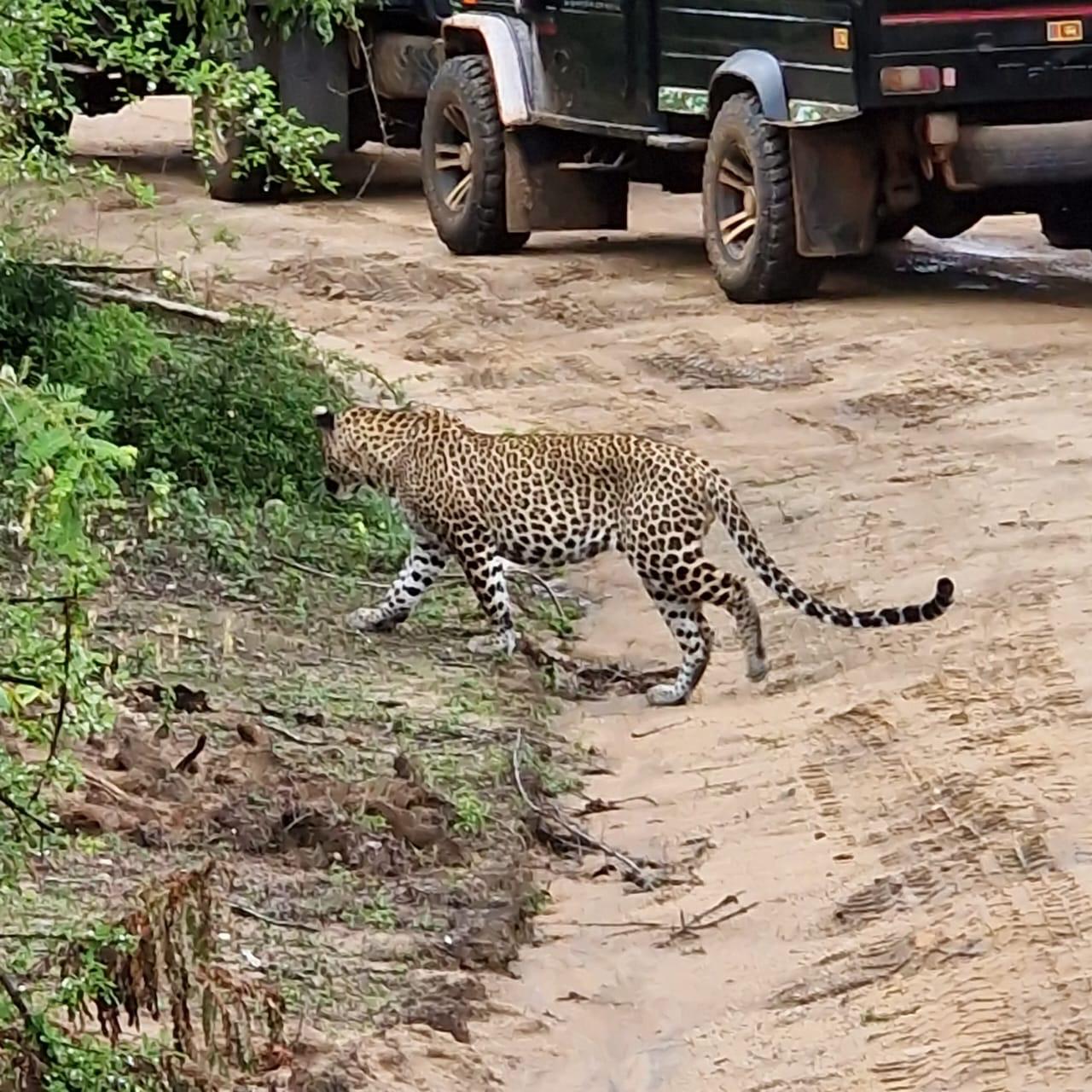 ヤーラ国立公園のヒョウ